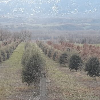 Mico Plants Tartuficoltura - Produzione e vendita di piante micorrizate