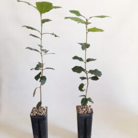 Leccio Quercus ilex - Mico Plants Tartuficoltura - Produzione e vendita di piante micorrizate