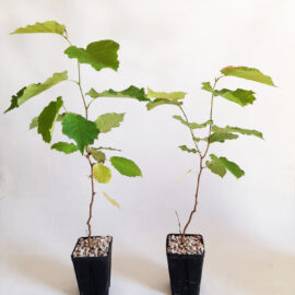 Nocciolo Corylus avellana - Mico Plants Tartuficoltura - Produzione e vendita di piante micorrizate