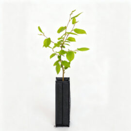 Carpino Nero Ostrya carpinifolia - Mico Plants Tartuficoltura - Produzione e vendita di piante micorrizate