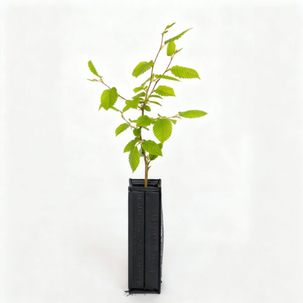 Carpino Nero - Ostrya carpinifolia - Carpino Nero - Mico Plants Tartuficoltura - Produzione e vendita di piante micorrizate