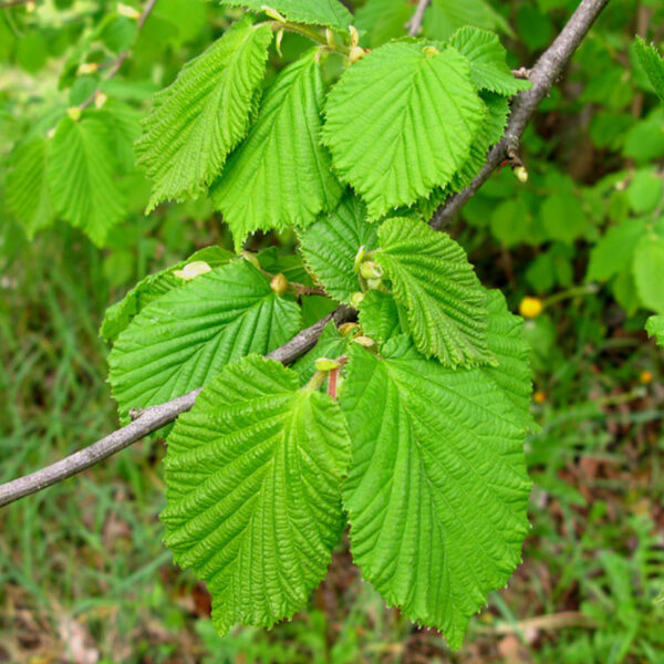 Nocciolo - Corylus avellana - Nocciolo - Mico Plants Tartuficoltura - Produzione e vendita di piante micorrizate