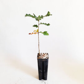 Leccio Con Tartufo Nero Pregiato Vendita Online - Vivai Piante Gabbianelli